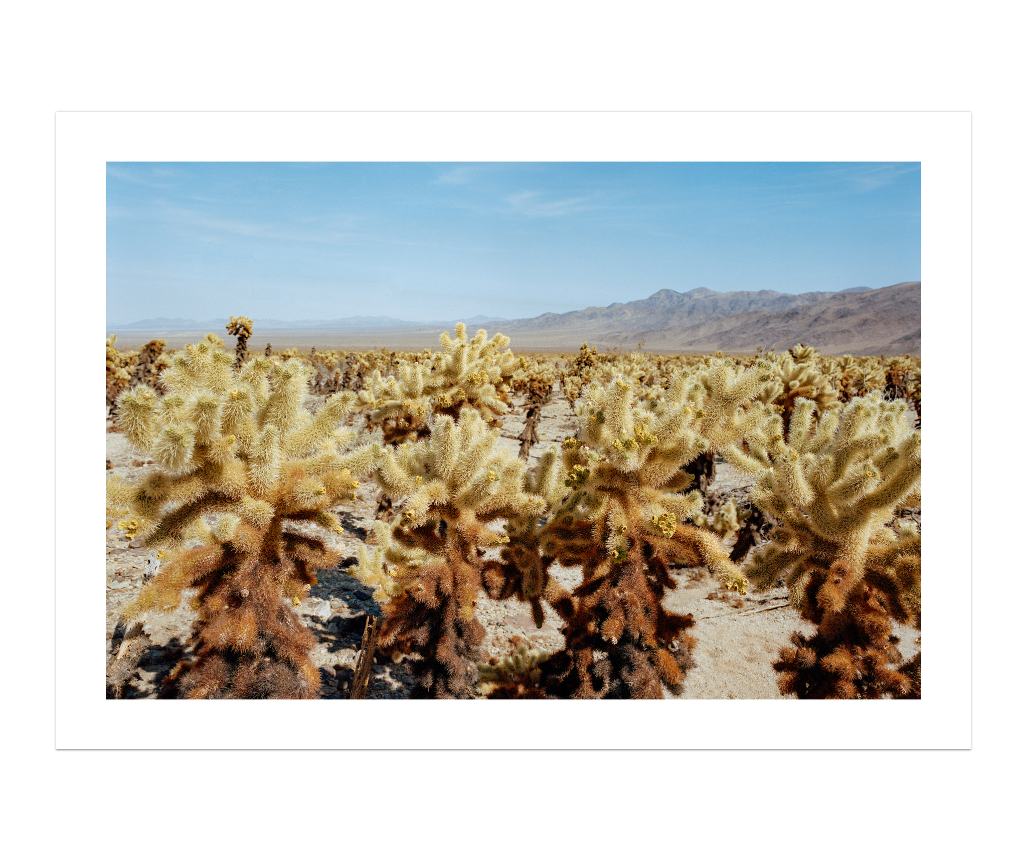 Among The Cholla