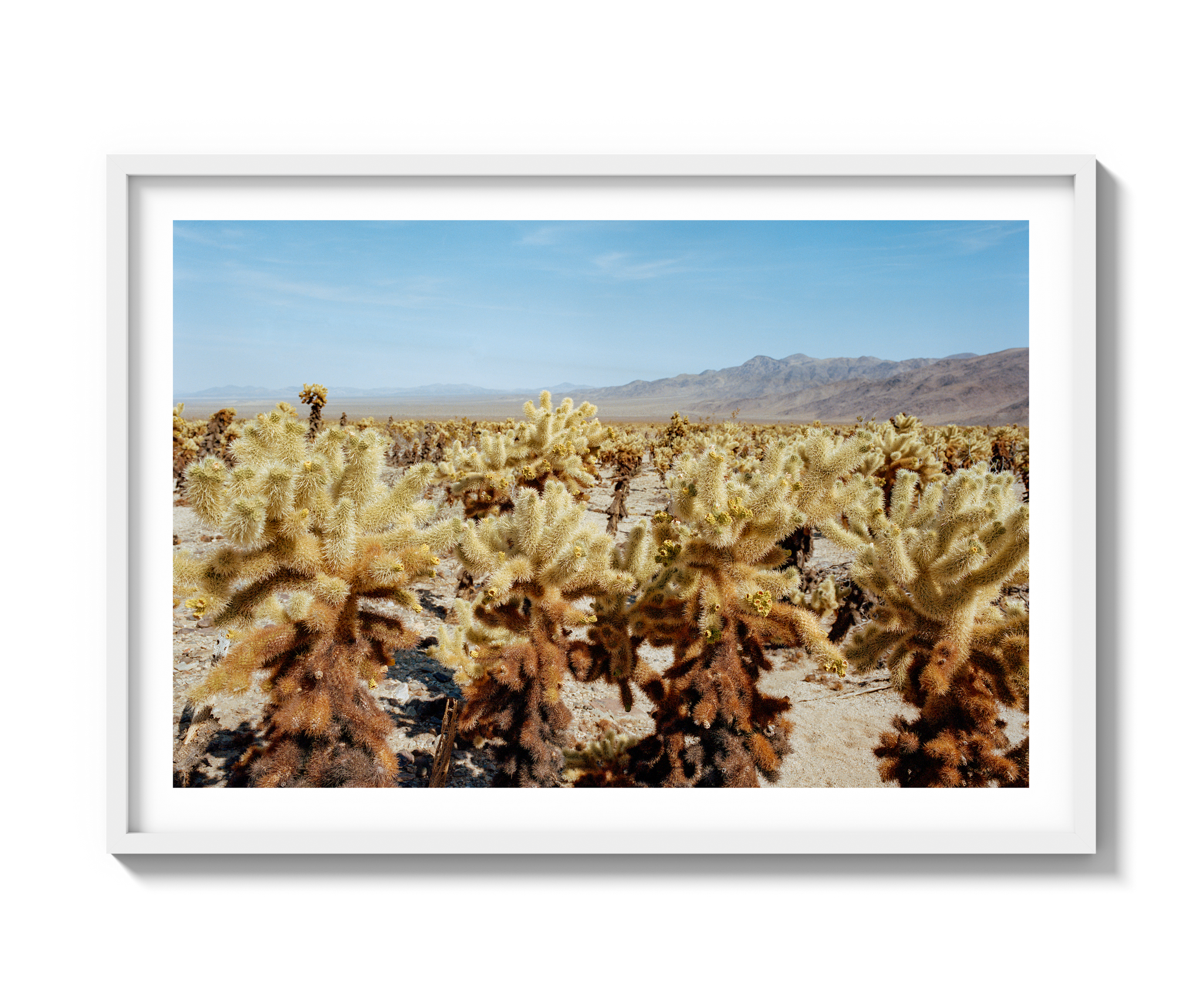 Among The Cholla