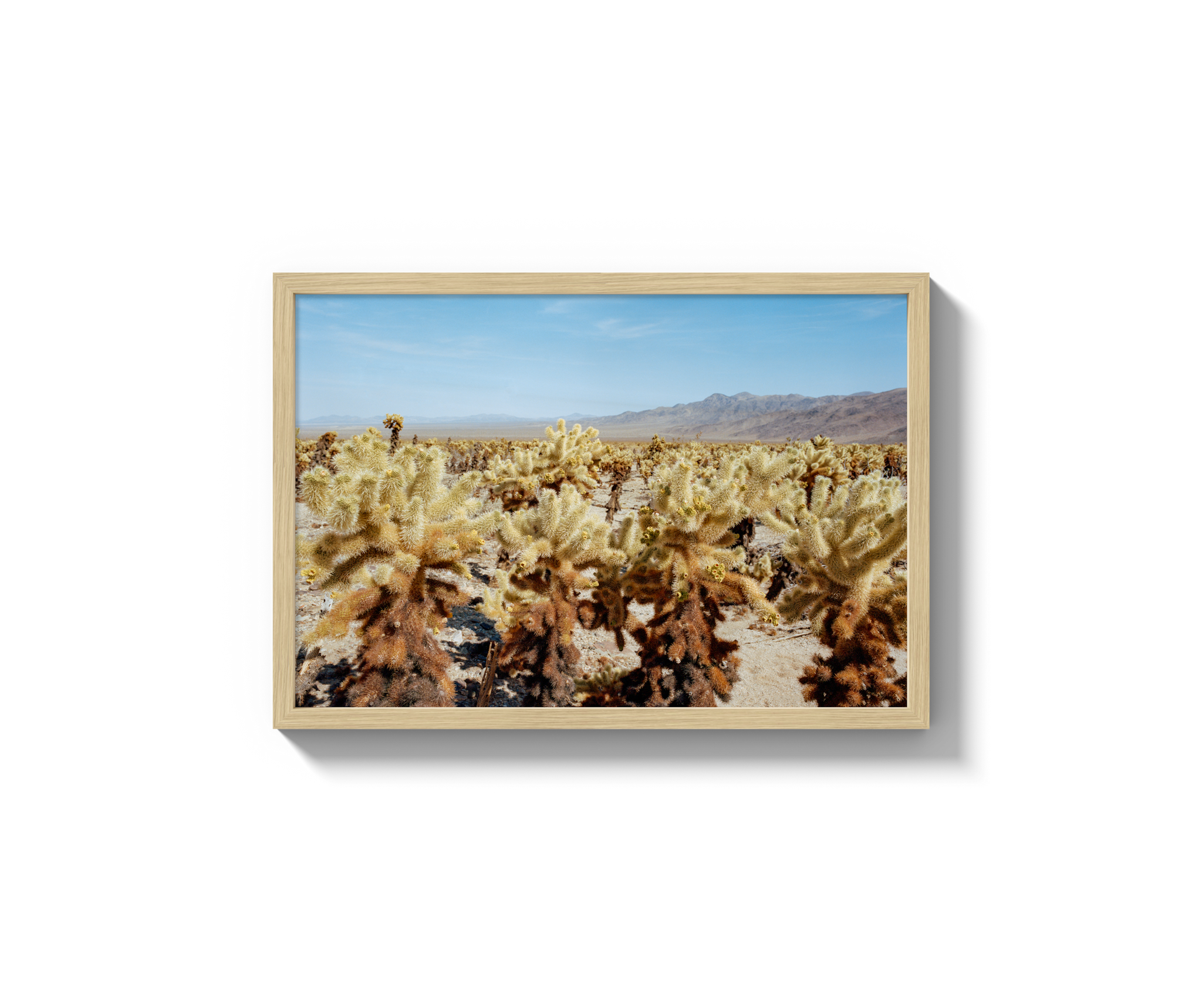 Among The Cholla