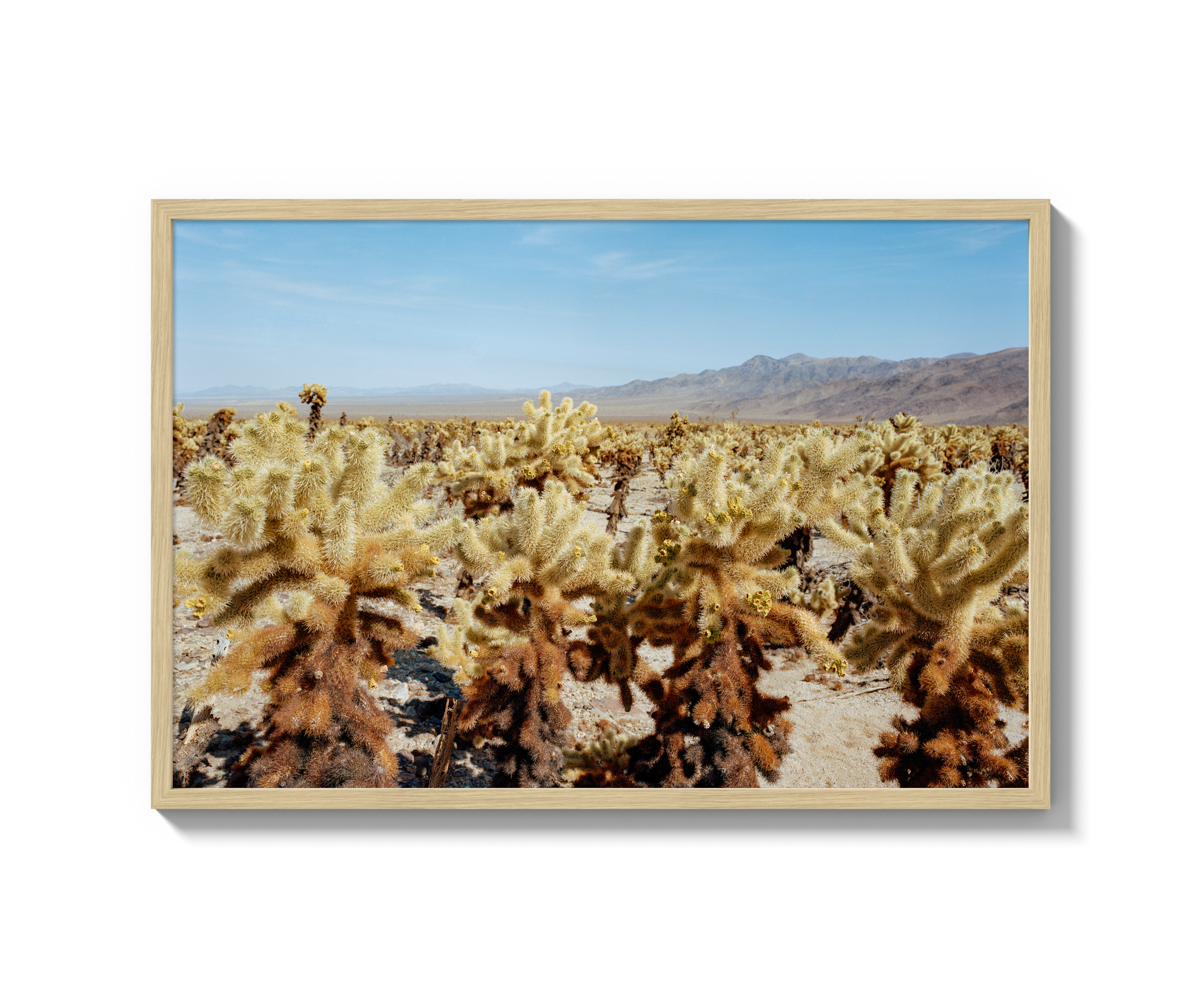 Among The Cholla