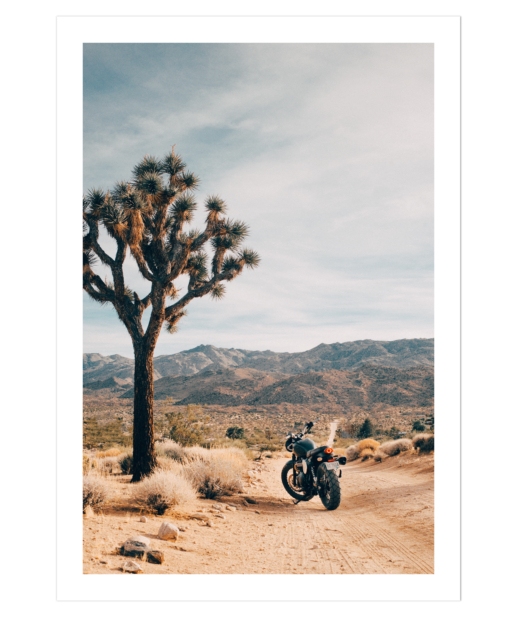 Joshua Tree IV