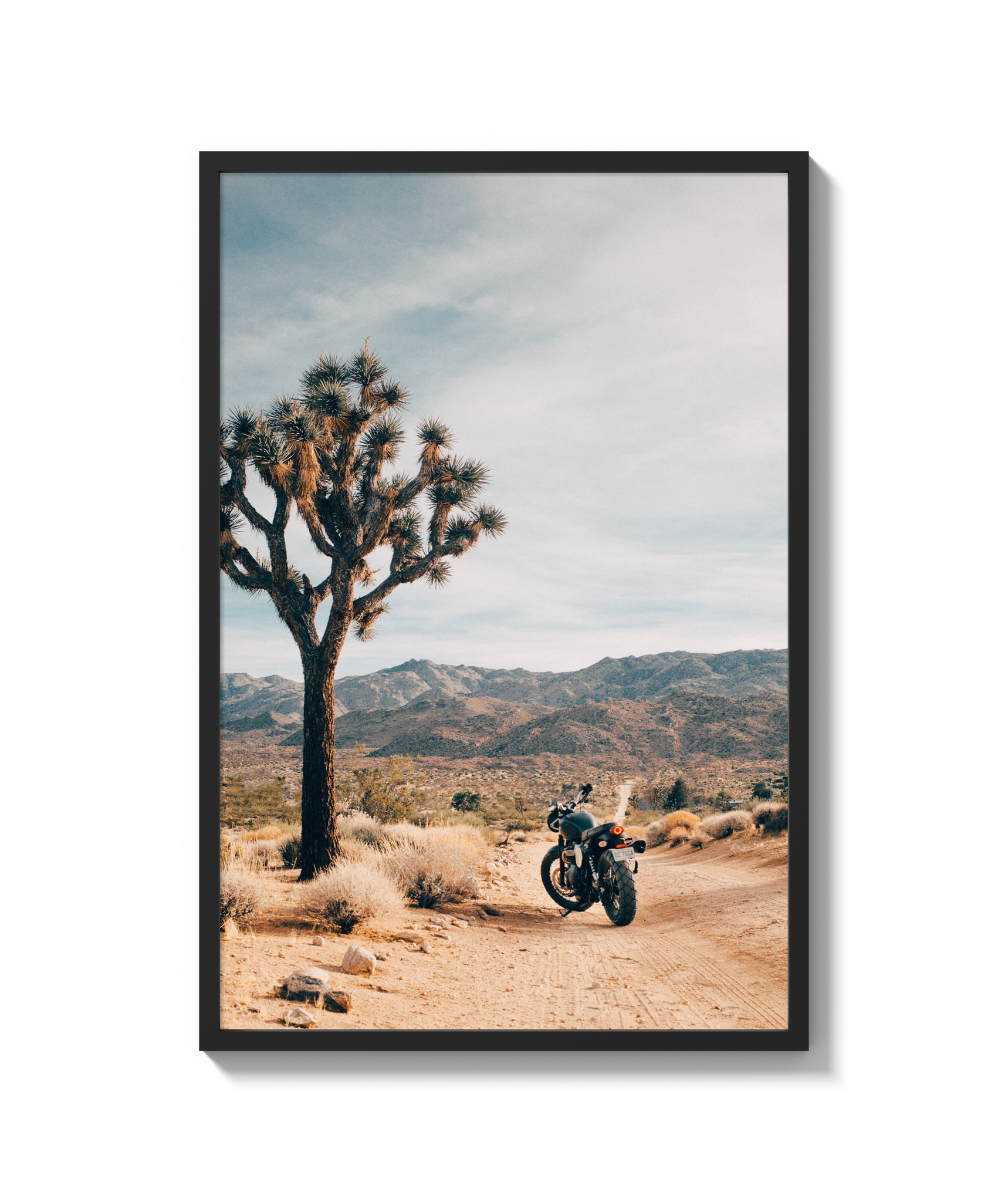 Joshua Tree IV