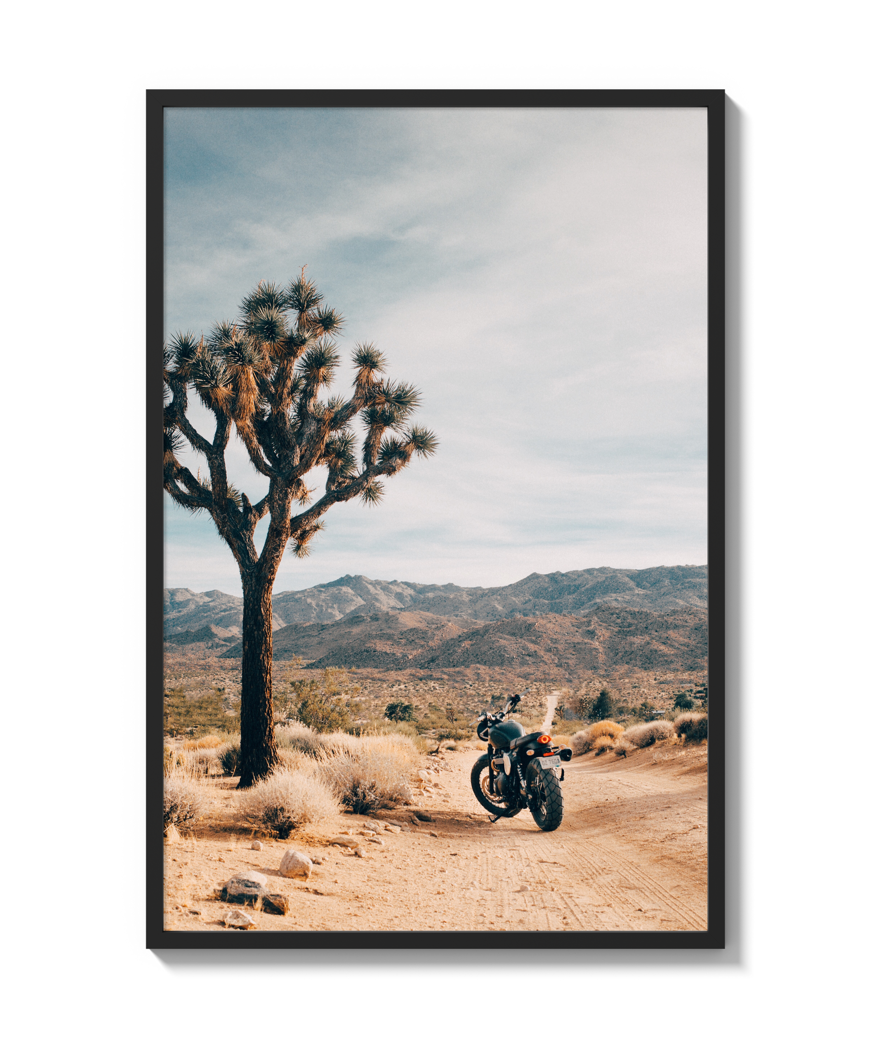 Joshua Tree IV