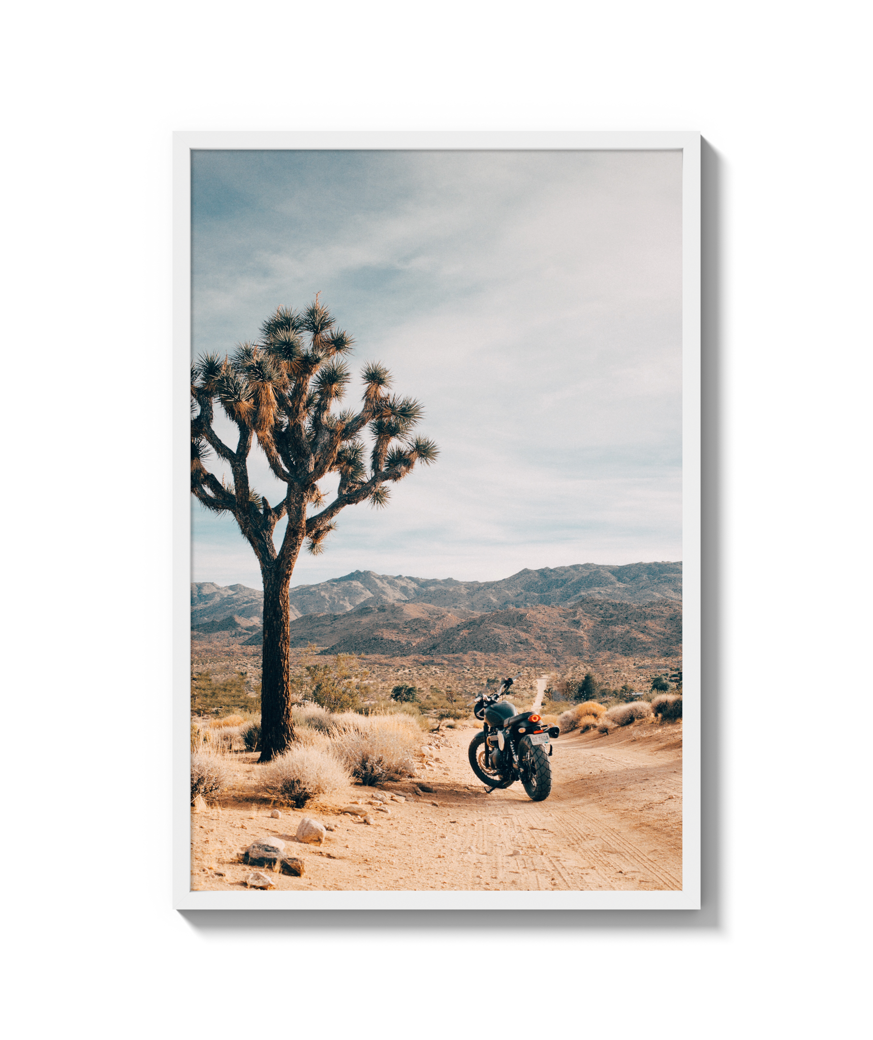 Joshua Tree IV