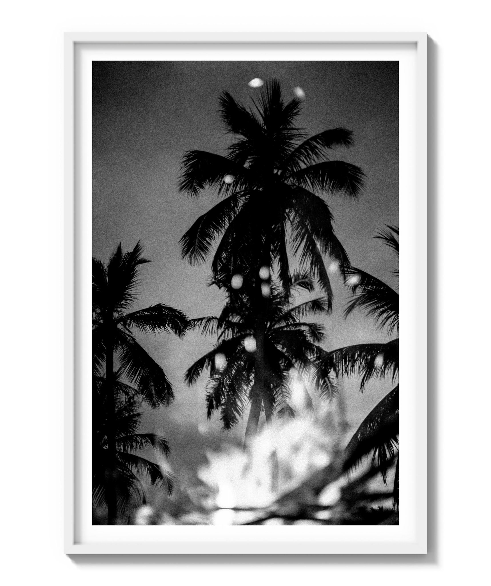 Palms