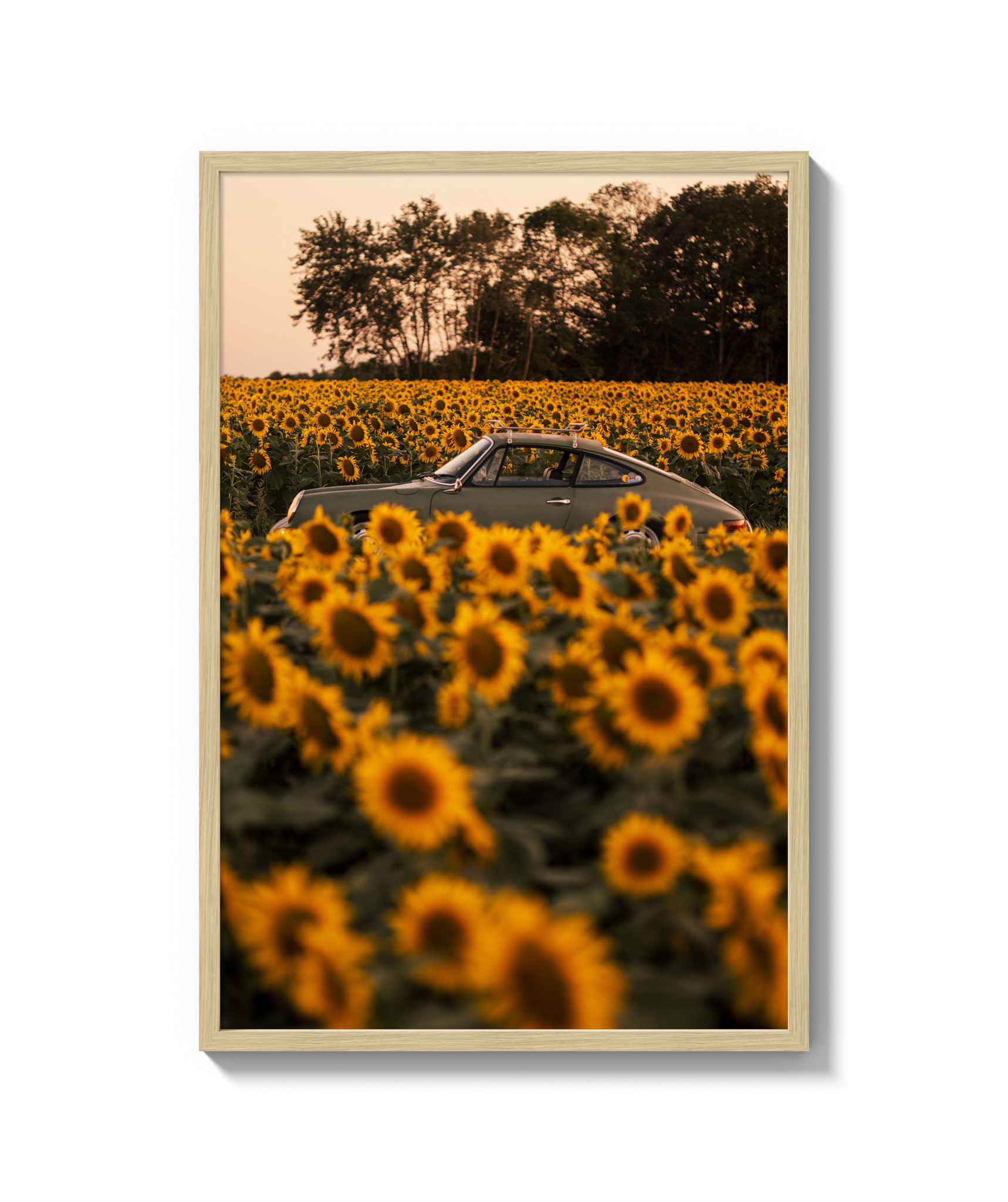 Sunflower