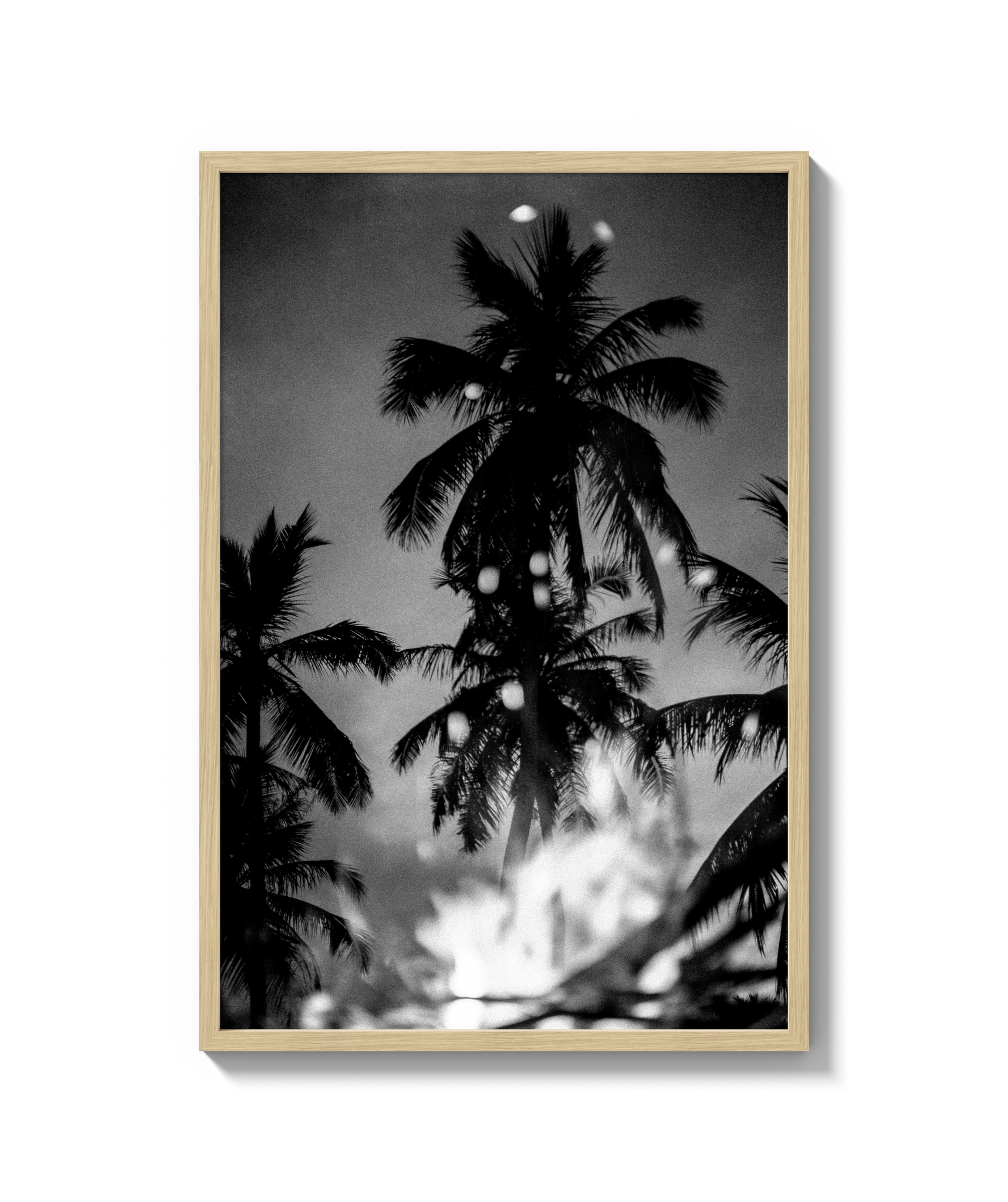 Palms