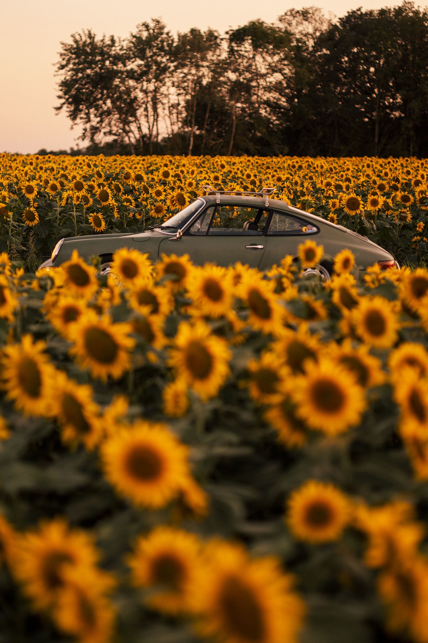 Sunflower