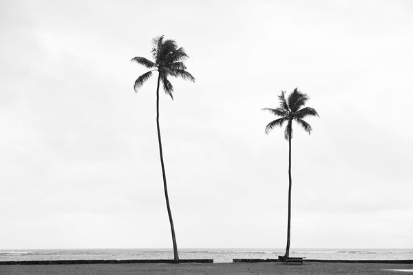 Palm Trees